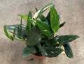 6" Monstera Standleyana Variegated Albo